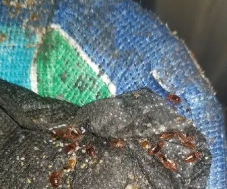 Next Generation Pest Control LLC