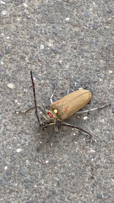 EcoFusion Pest Control Picture 7