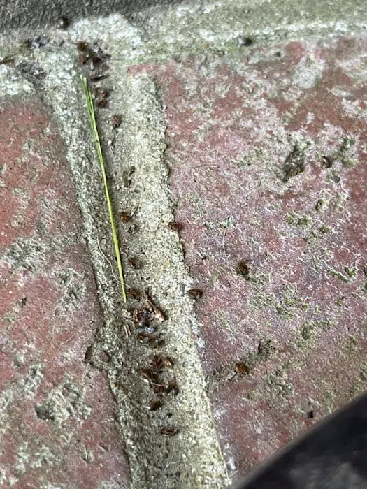 EcoFusion Pest Control Picture 10