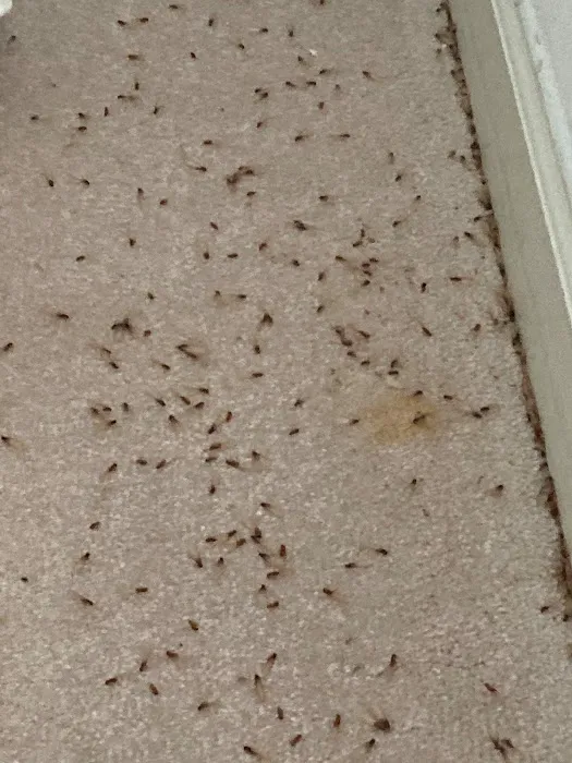 EcoFusion Pest Control Picture 1
