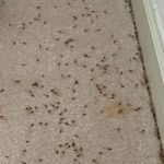 EcoFusion Pest Control