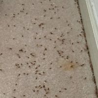 EcoFusion Pest Control ico