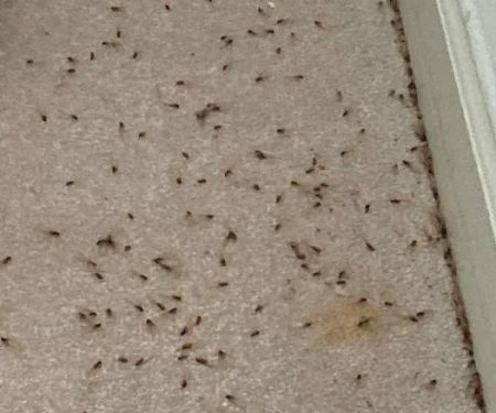 EcoFusion Pest Control