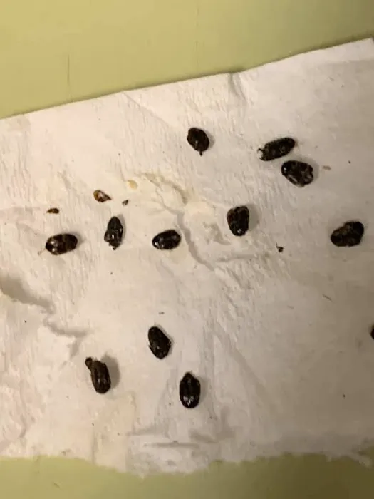 EcoFusion Pest Control Picture 5