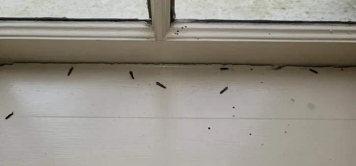 EcoFusion Pest Control Picture 3