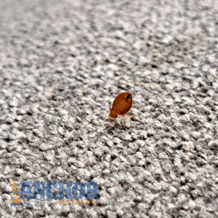 Anchor Pest Control Picture 2