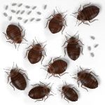 TKO Pest Control, Inc.