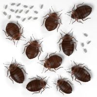 TKO Pest Control, Inc. ico