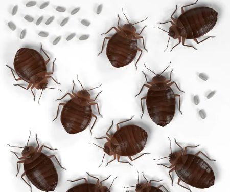 TKO Pest Control, Inc.
