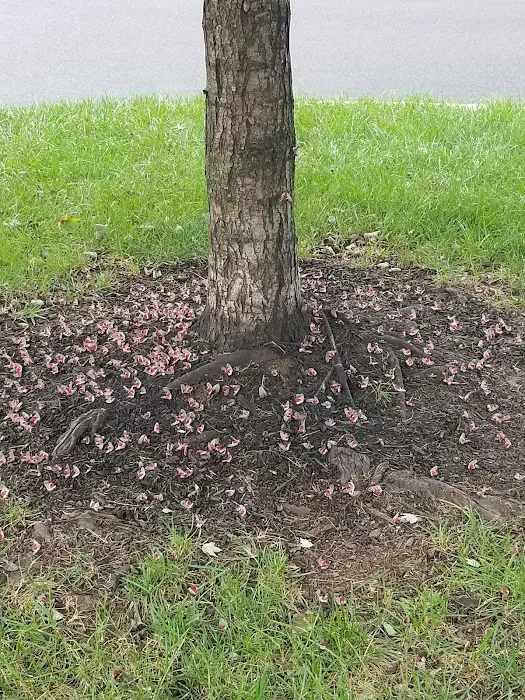 TKO Pest Control, Inc. Picture 10