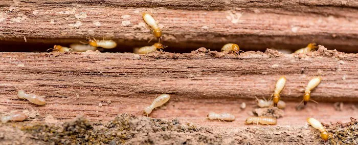 TKO Pest Control, Inc. Picture 4