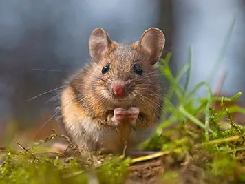 TKO Pest Control, Inc. Picture 7