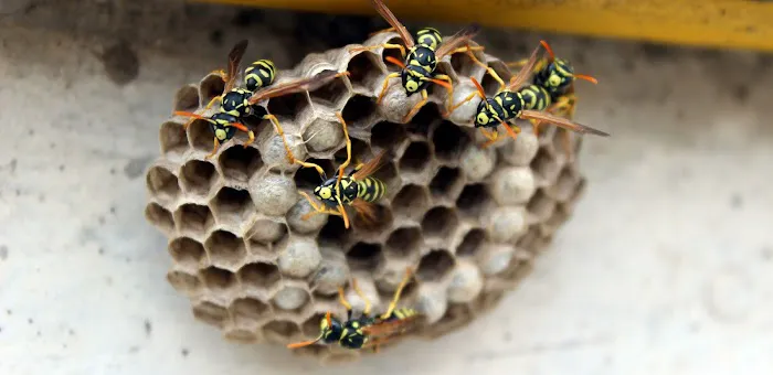 TKO Pest Control, Inc. Picture 3