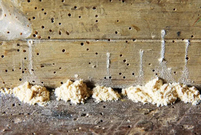 Professional Pest Control Inc. Picture 10