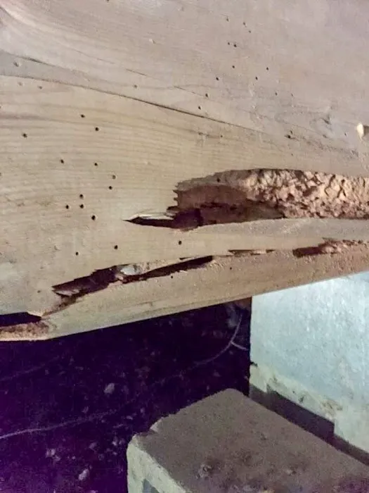 Professional Pest Control Inc. Picture 6