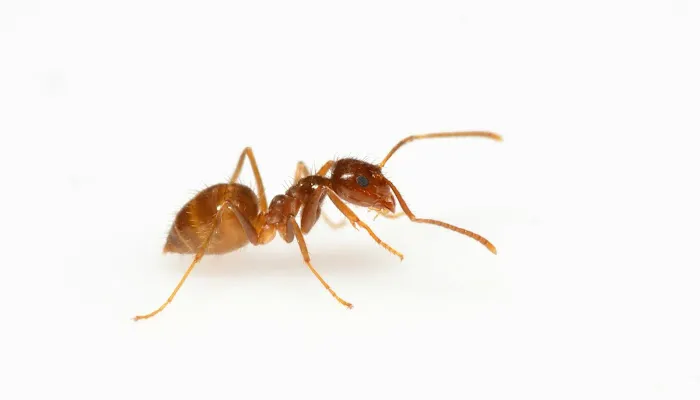 Professional Pest Control Inc. Picture 1
