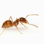 Professional Pest Control Inc.