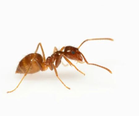Professional Pest Control Inc.