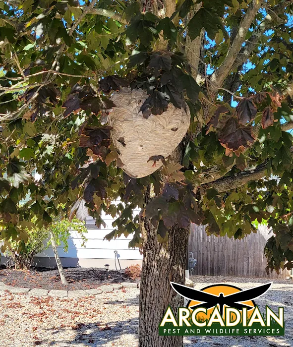 Arcadian Pest & Wildlife Services Picture 10