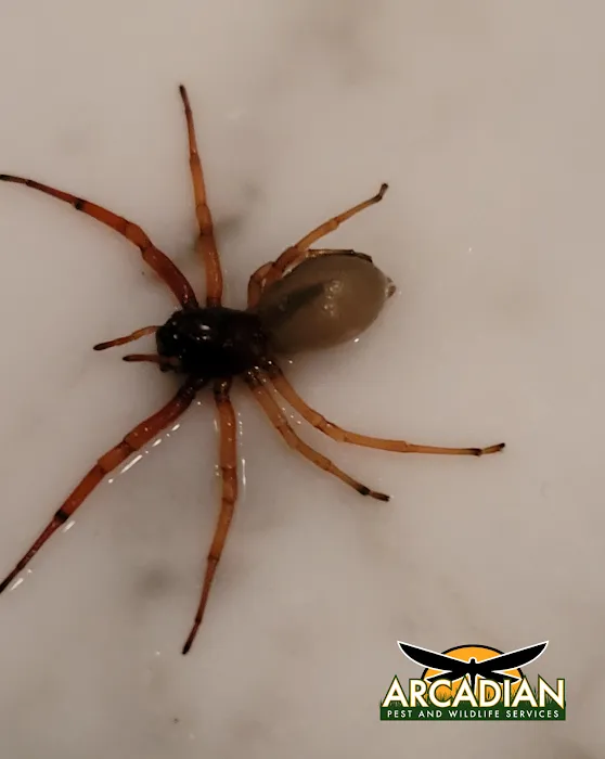 Arcadian Pest & Wildlife Services Picture 5