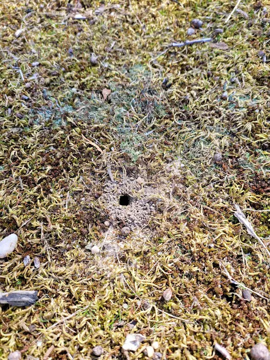 Arcadian Pest & Wildlife Services Picture 6