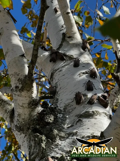 Arcadian Pest & Wildlife Services Picture 1