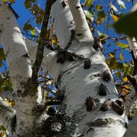 Arcadian Pest & Wildlife Services ico