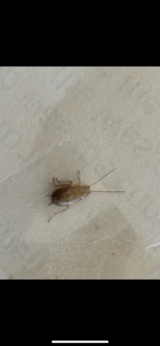 Jersey Termite & Pest Control Picture 7
