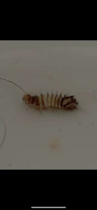 Jersey Termite & Pest Control Picture 6