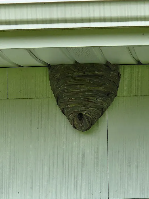Jersey Termite & Pest Control Picture 2