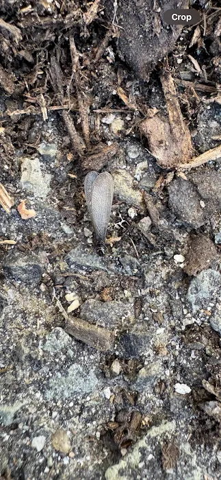 Jersey Termite & Pest Control Picture 10