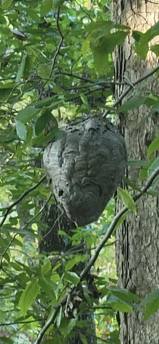 Jersey Termite & Pest Control Picture 9