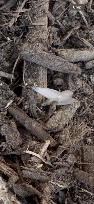 Jersey Termite & Pest Control Picture 5