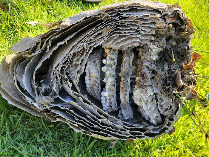 Honesty Termite and Pest Services Picture 5