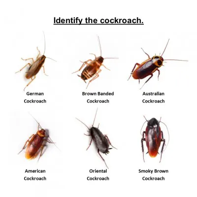 A Bell Pest Services Picture 3