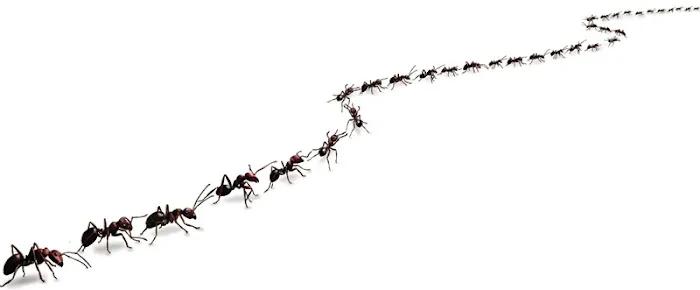 A-Altair Termite & Pest Control, Inc Picture 1