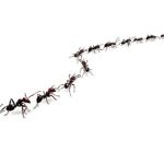 A-Altair Termite & Pest Control, Inc