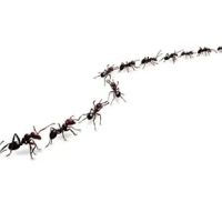 A-Altair Termite & Pest Control, Inc ico