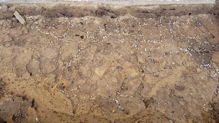 Guardian Preventative Termite & Pest Control Picture 5