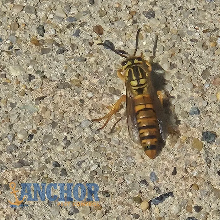 Anchor Pest Control Picture 4