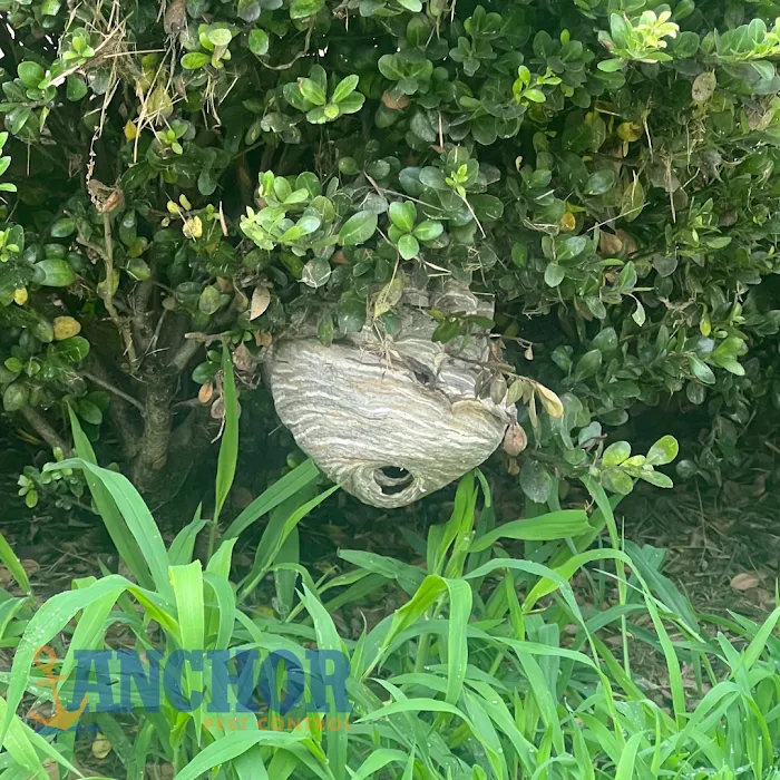 Anchor Pest Control Picture 10