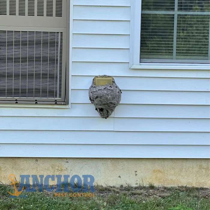 Anchor Pest Control Picture 3