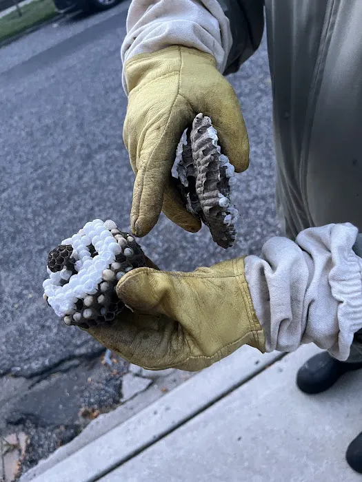 Bee Friendly Pest Control Picture 7