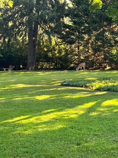 Bee Friendly Pest Control Picture 10