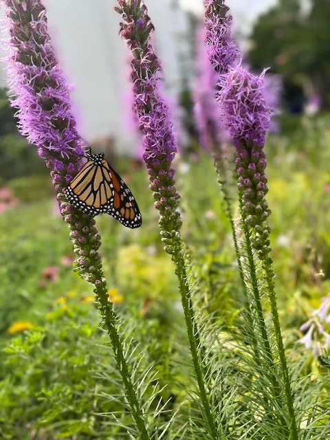 Bee Friendly Pest Control Picture 1