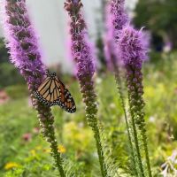 Bee Friendly Pest Control ico