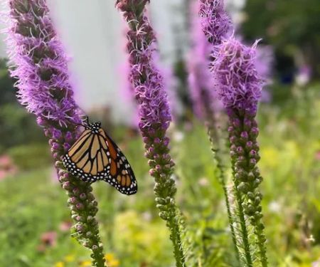 Bee Friendly Pest Control
