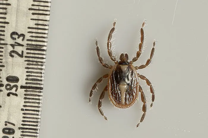 Evans Pest Control Picture 2