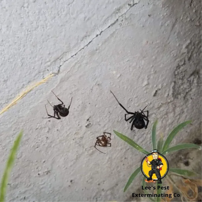 Lee's Pest Exterminating Co Picture 3