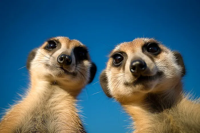 Meerkat Pest Control Picture 2